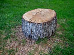 Tree and Shrub Care in Harpersville, AL