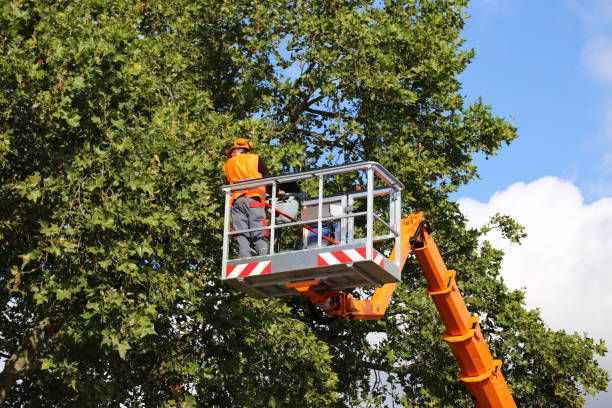 Best Tree Trimming and Pruning  in Harpersville, AL